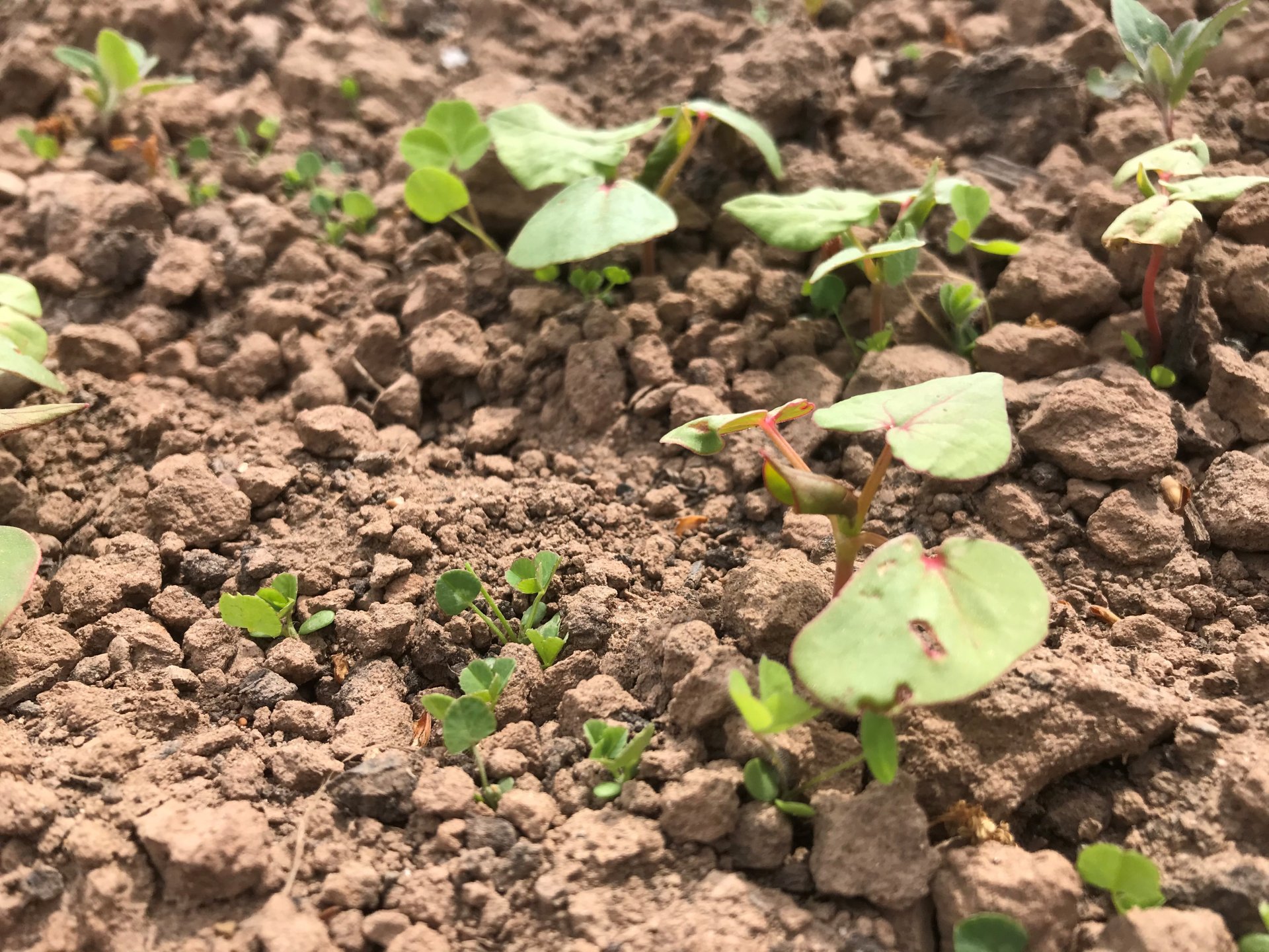 Mark Lea - clover into buckwheat.jpg Mark Lea - clover into buckwheat.jpg
