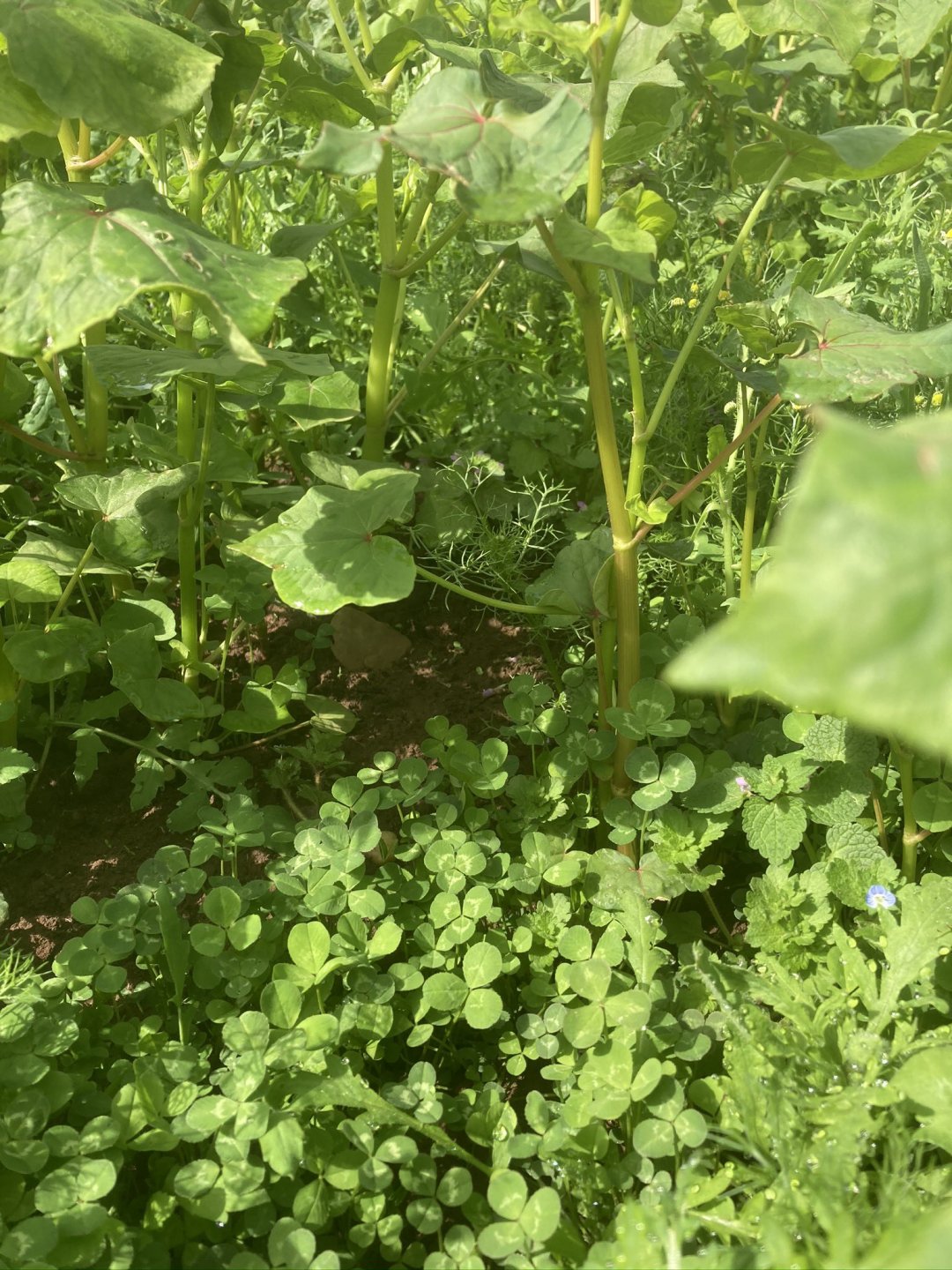 mark lea clover into buckwheat - more mature.jpg