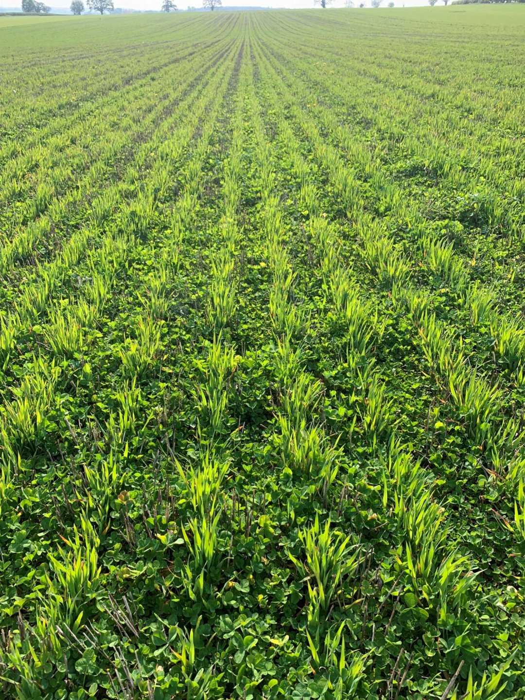 Winter oats establishing in clover - James Alexander's farm 2.jpg Winter oats establishing in clover - James Alexander's farm 2.jpg
