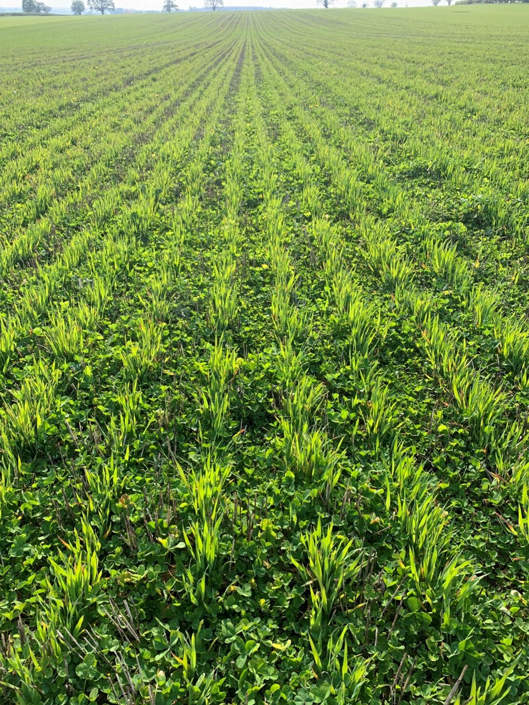 Winter oats establishing in clover - James Alexander's farm 2.jpg