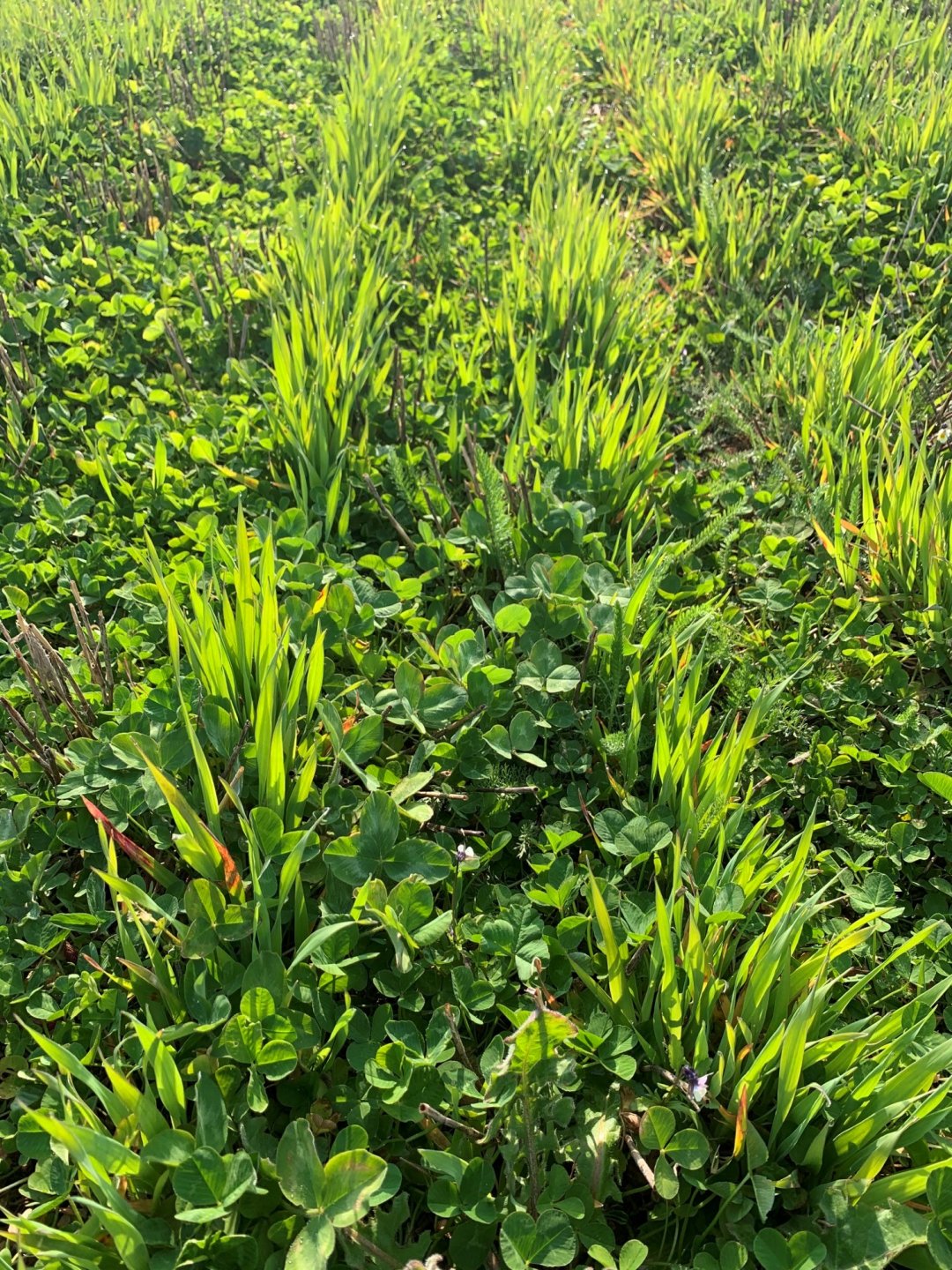 Winter oats establishing in clover - James Alexander's farm.jpg