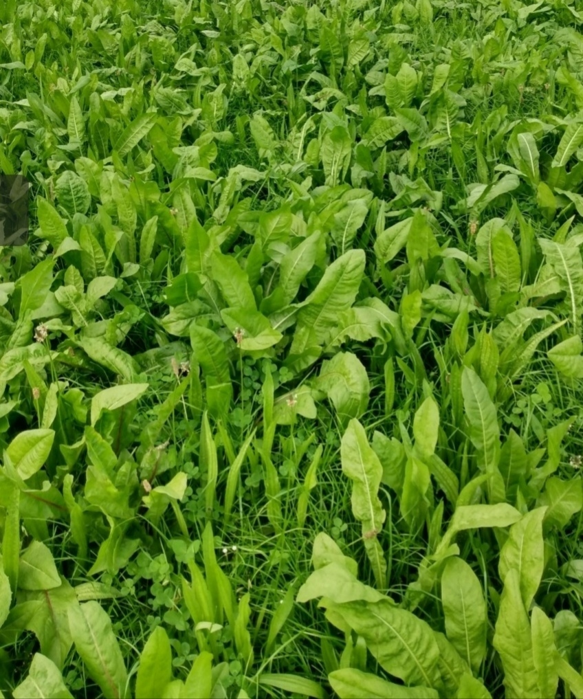 Chicory , Ryegrass Clover Seed Mix The Farming Forum