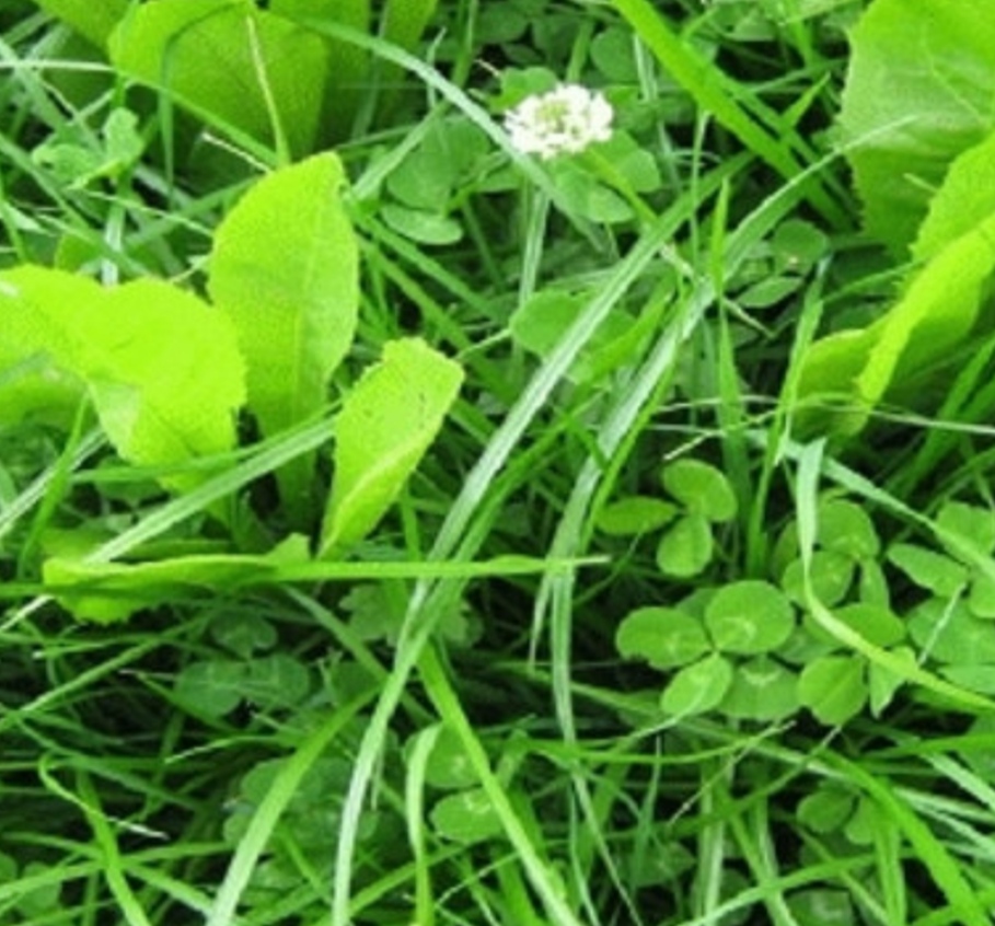 Chicory , Ryegrass Clover Seed Mix The Farming Forum