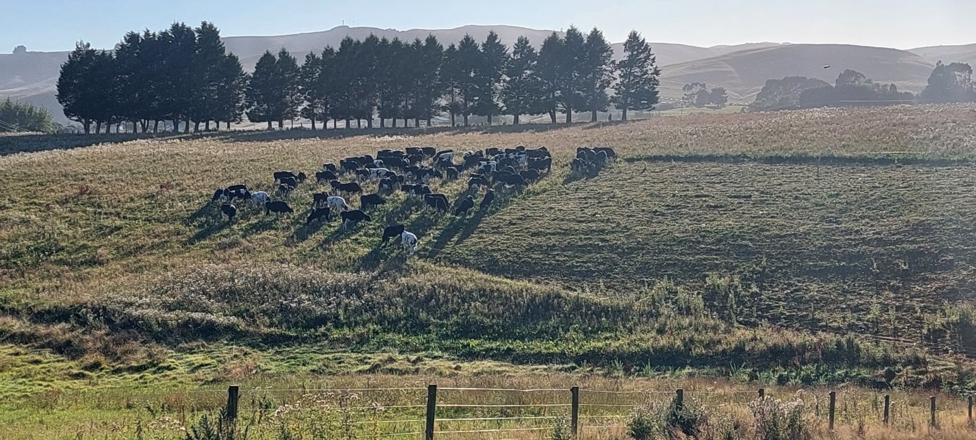 benefits of paddock grazing at rose briggs blog Images... "Improving Our Lot" - Planned Holistic Grazing, for starters.. | Page ...