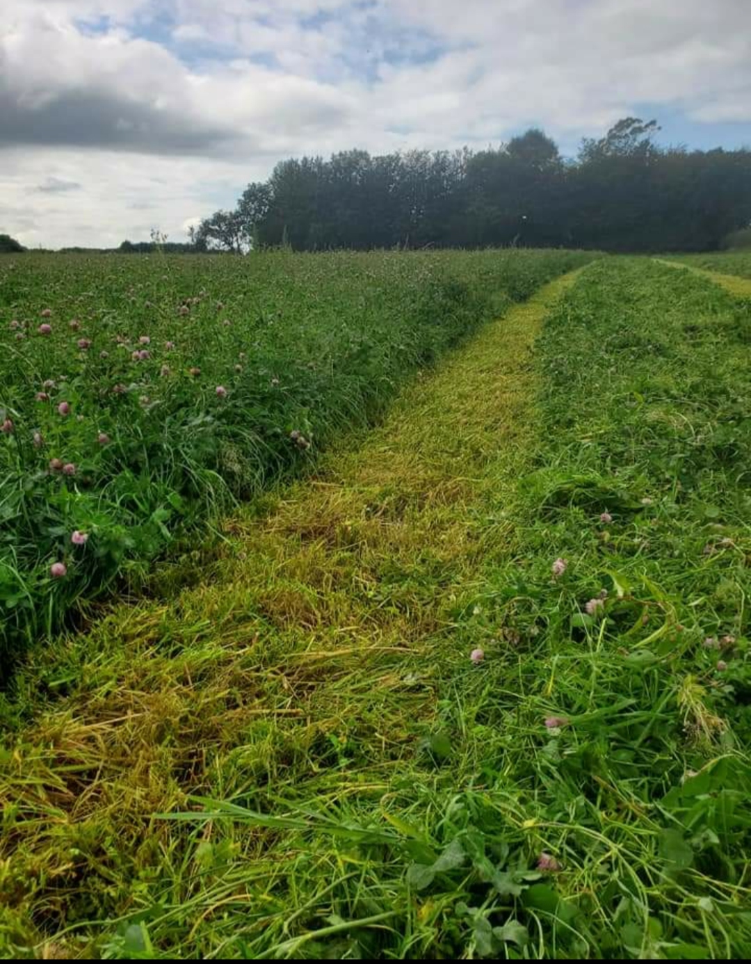 Chicory , Ryegrass Clover Seed Mix The Farming Forum