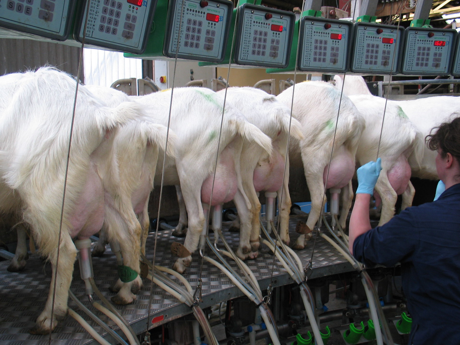 Milking goats. Any good? The Farming Forum