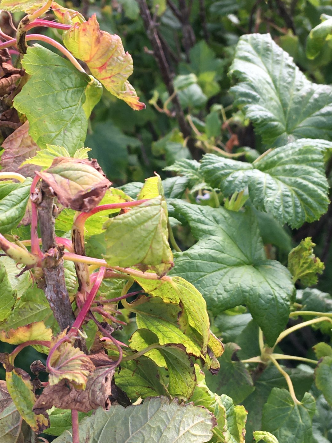 Any soft fruit growers out there? Page 11 The Farming Forum