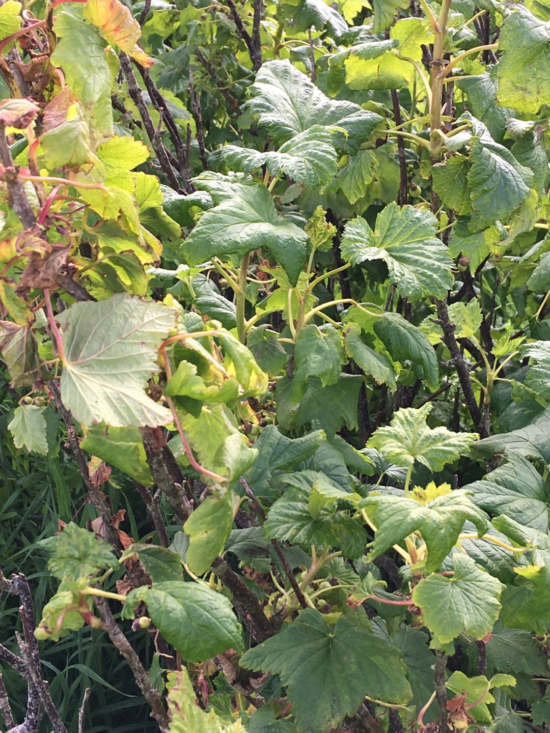 Any soft fruit growers out there? Page 11 The Farming Forum