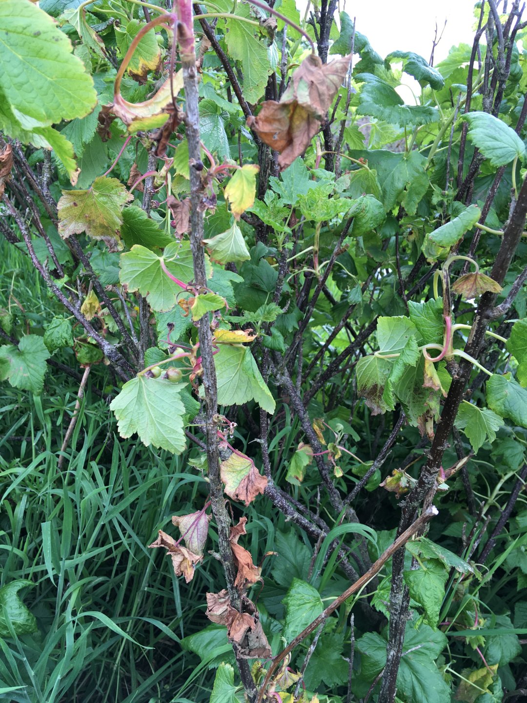 Any soft fruit growers out there? Page 11 The Farming Forum