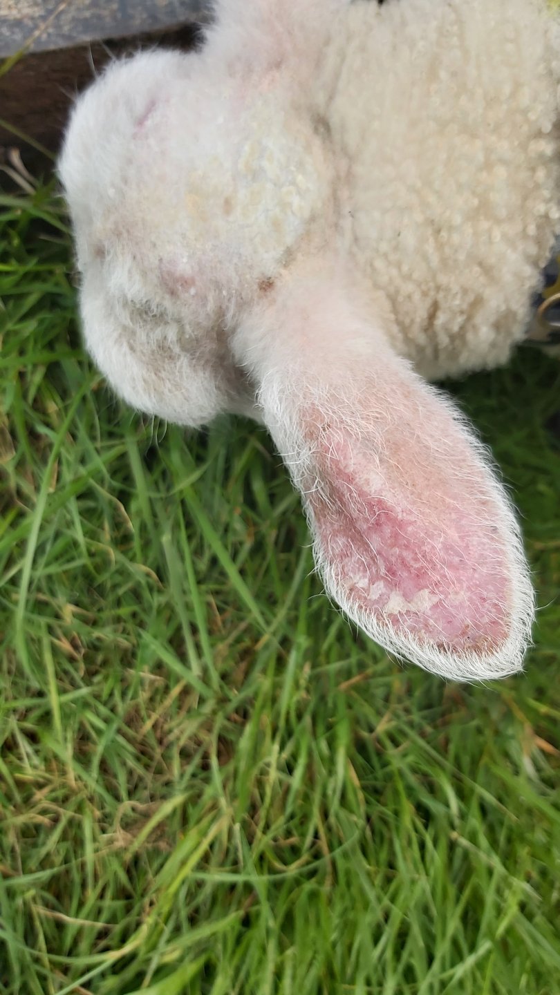 Eczema head and ears on lamb. The Farming Forum