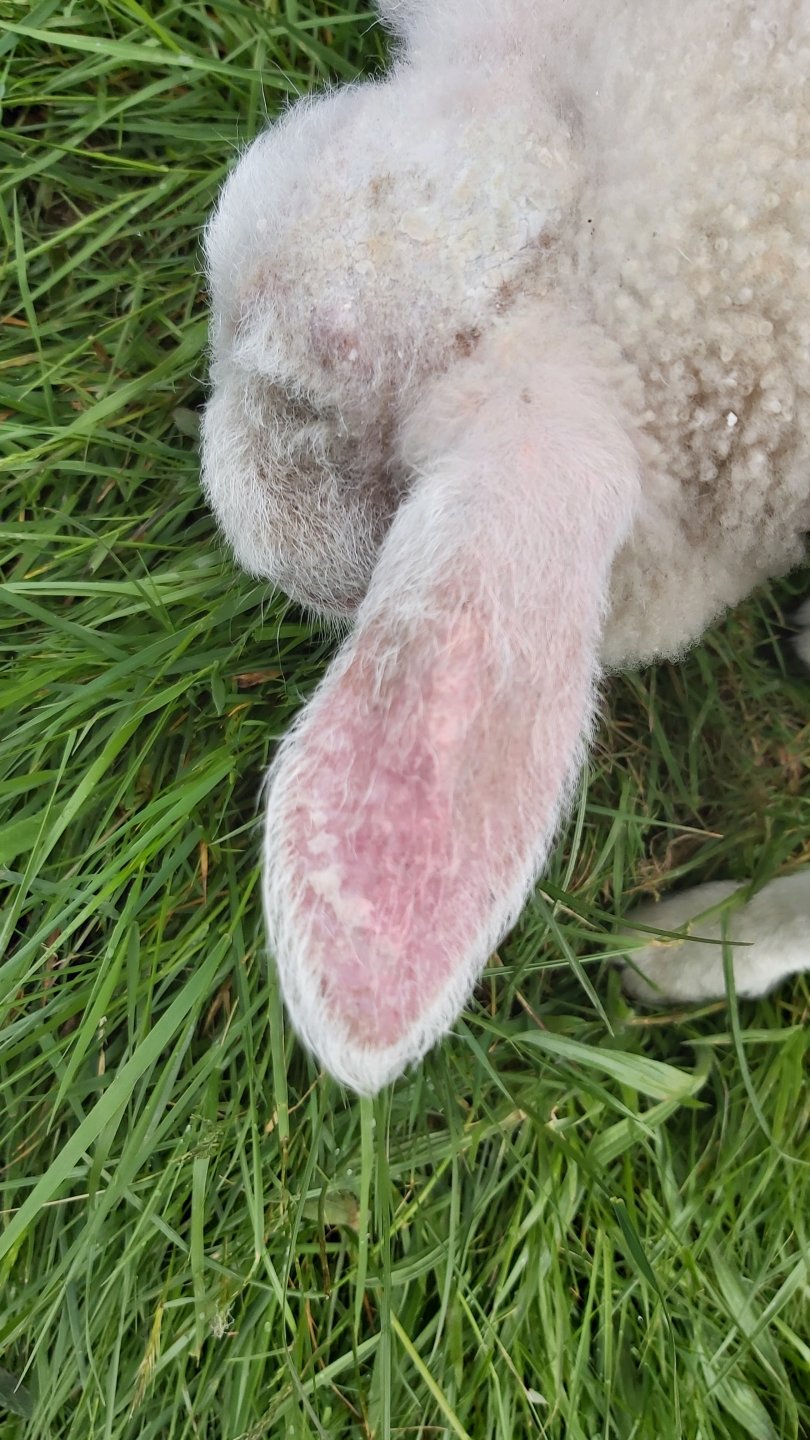 Eczema head and ears on lamb. The Farming Forum