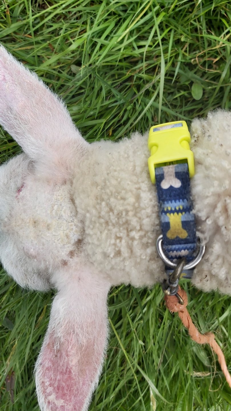 Eczema head and ears on lamb. The Farming Forum