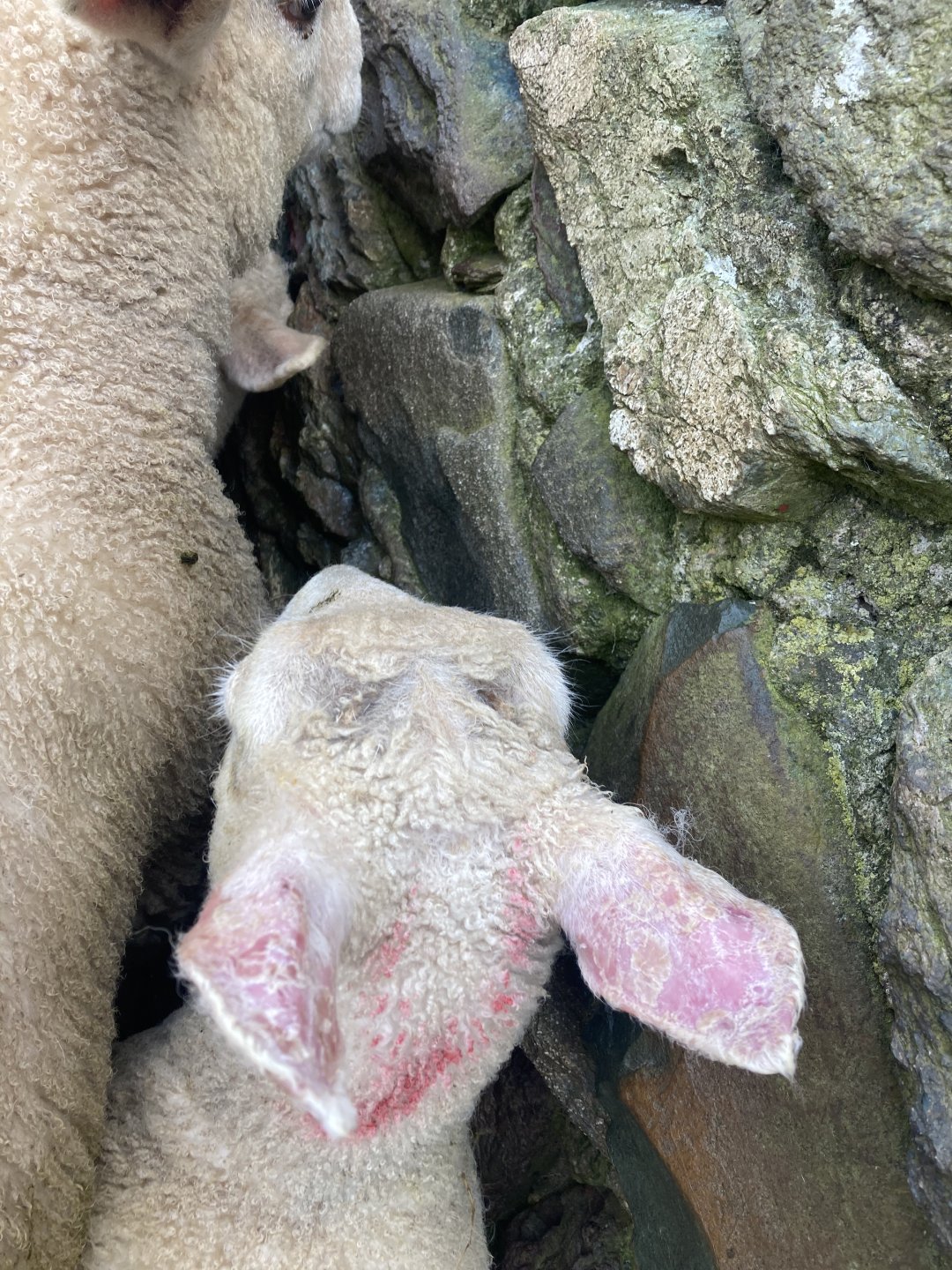Eczema head and ears on lamb. The Farming Forum