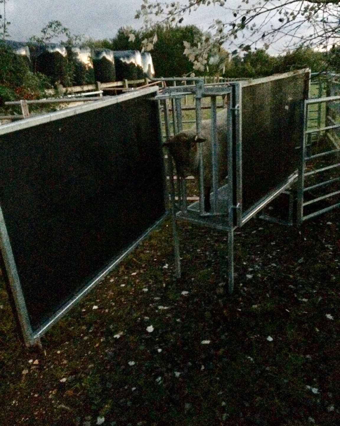 Sheep stand.jpg Sheep stand.jpg