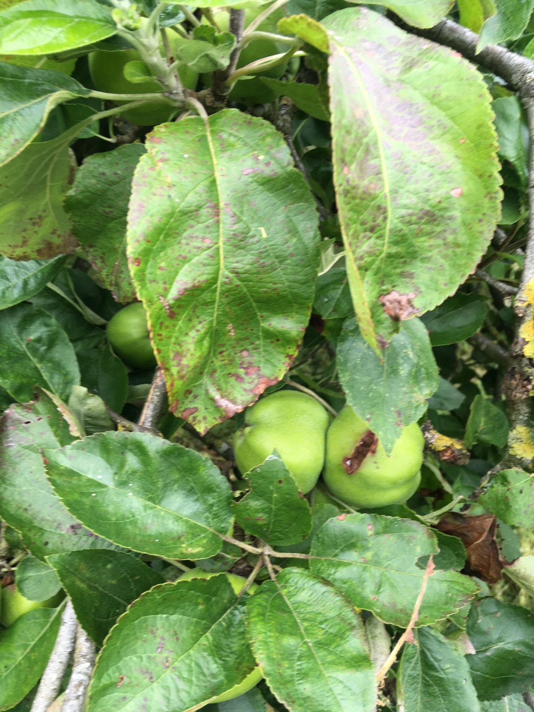 Any soft fruit growers out there? Page 12 The Farming Forum