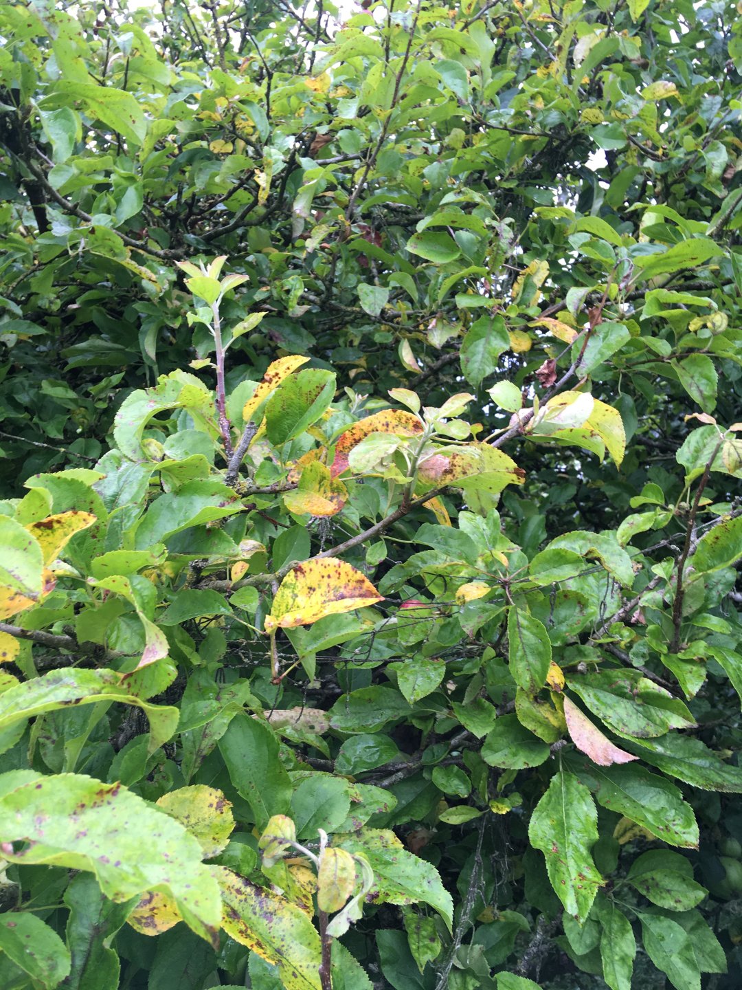 Any soft fruit growers out there? Page 12 The Farming Forum