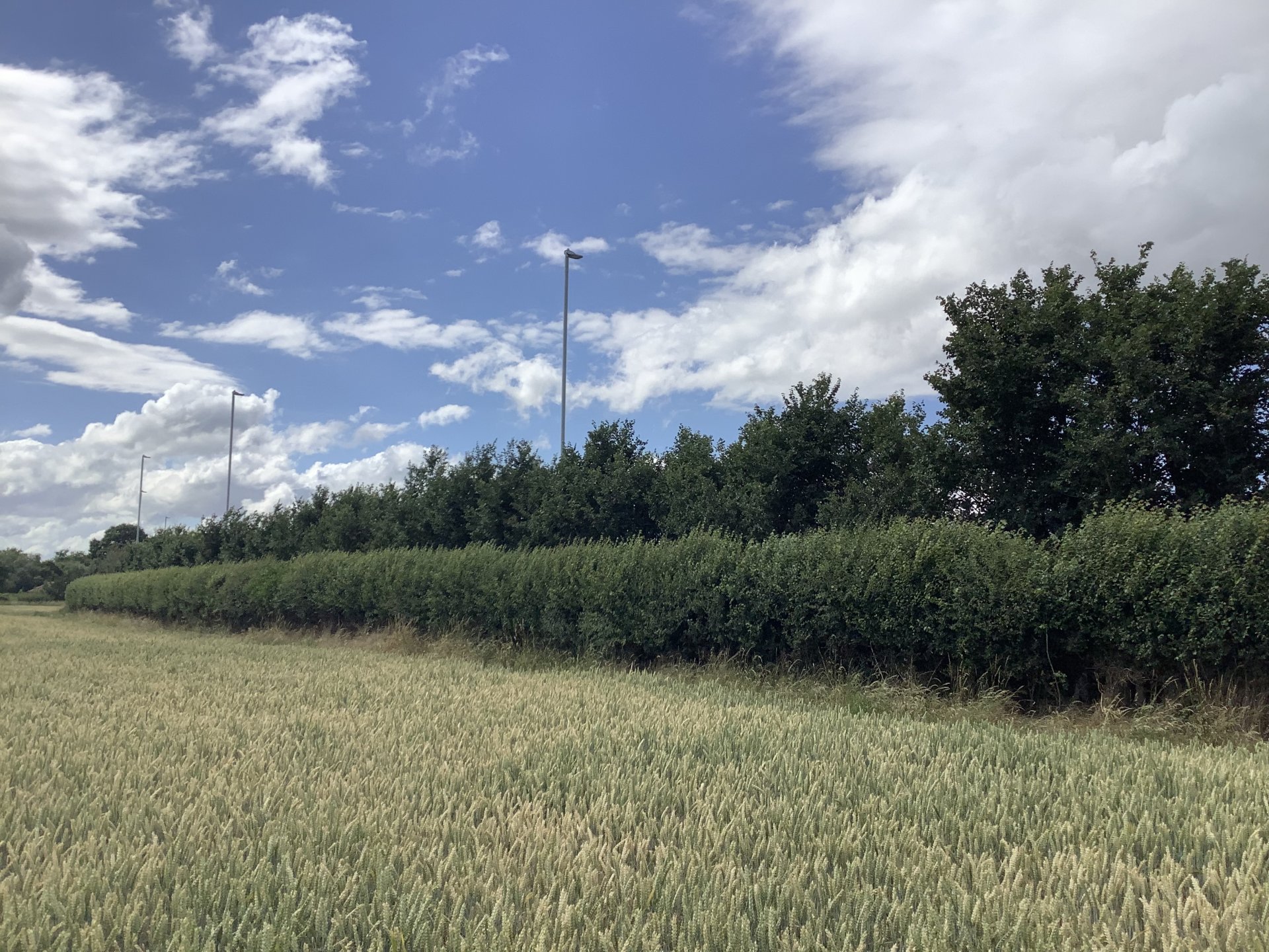 Hedge cutting rules The Farming Forum
