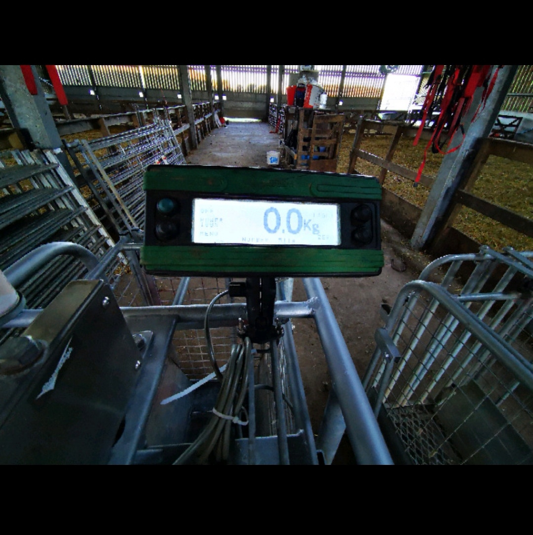 IAE Lamb Weigh Crate With Pharmweigh Senior Head And Conversion Kit
