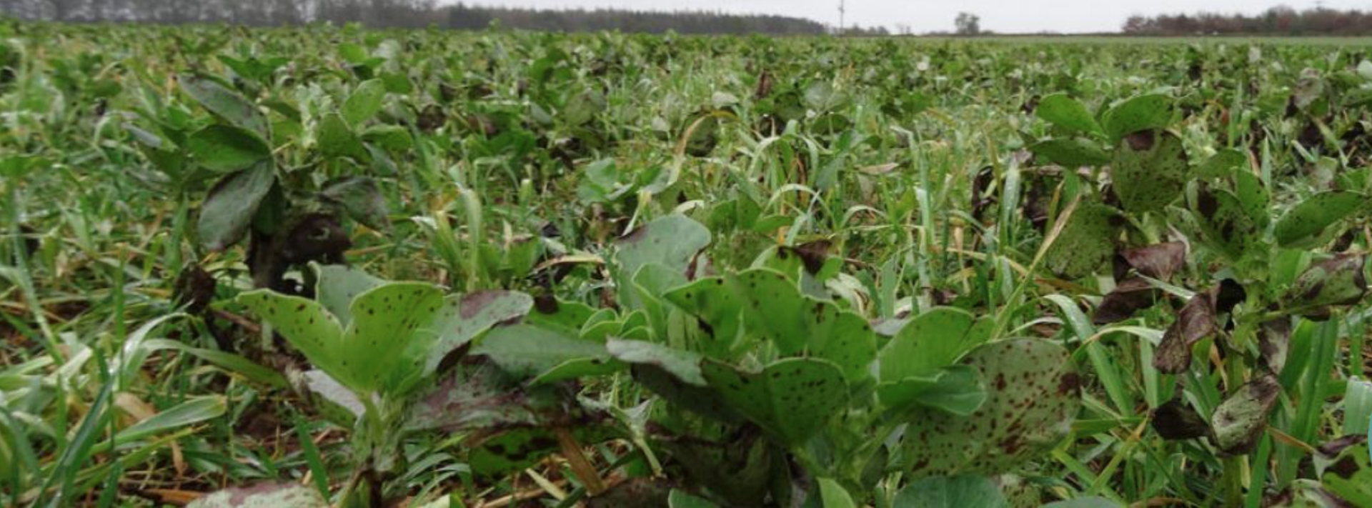 Crop rotation and its ability to suppress perennial weeds | The Farming ...