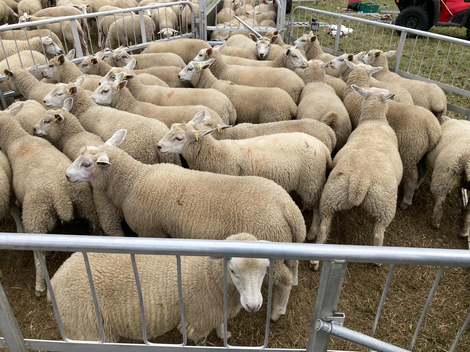 MV accredited ewe lambs The Farming Forum