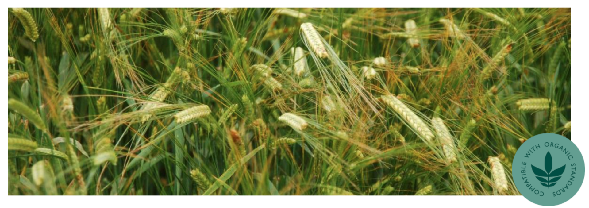 Intercropping grain peas with barley The Farming Forum