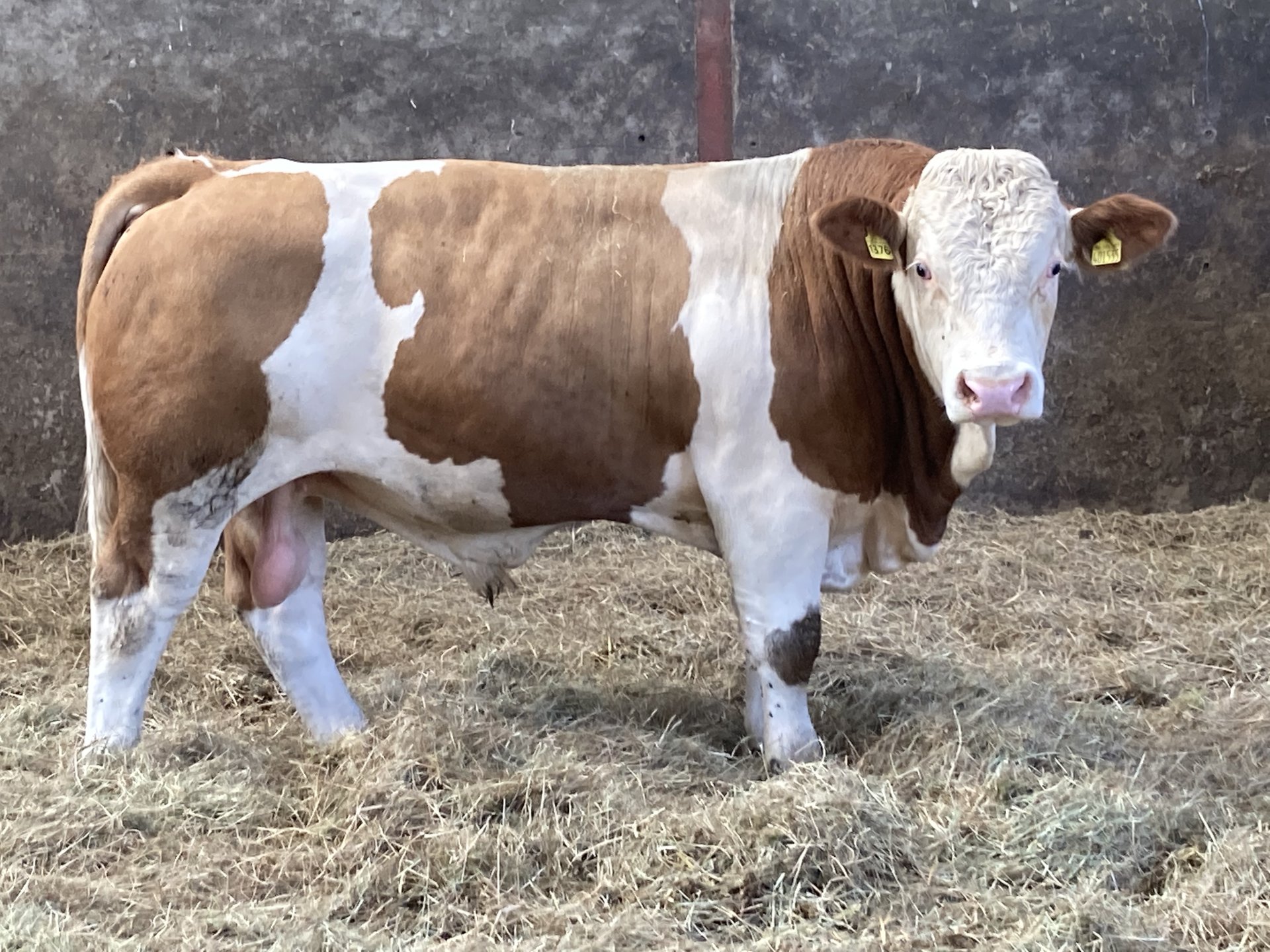 Simmental Bull The Farming Forum