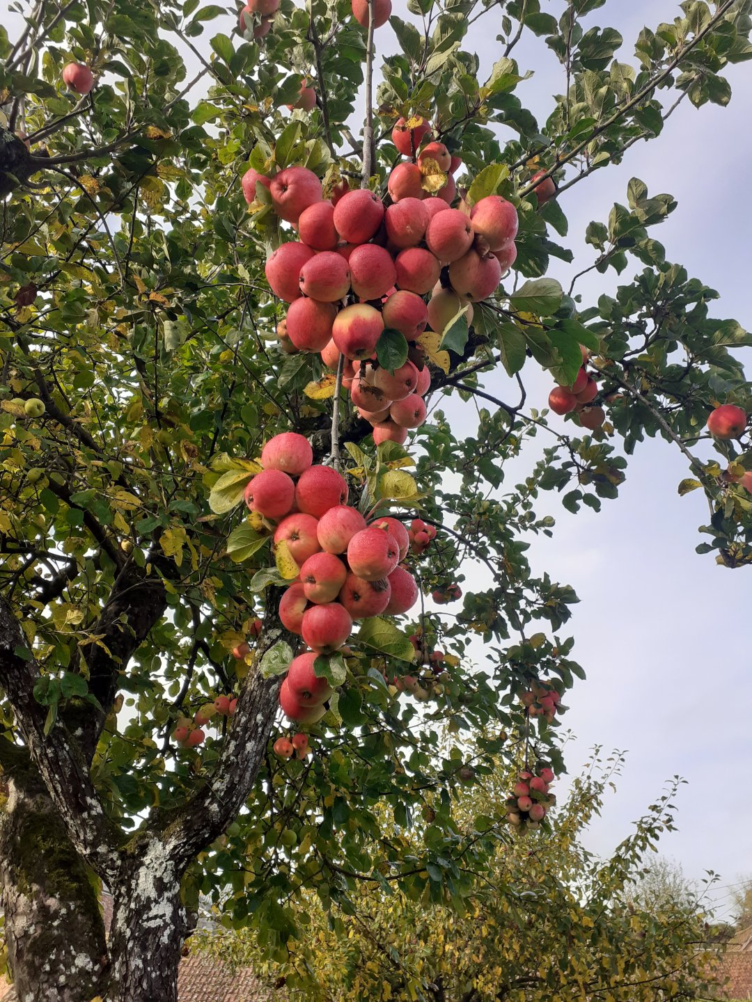 Any soft fruit growers out there? Page 12 The Farming Forum