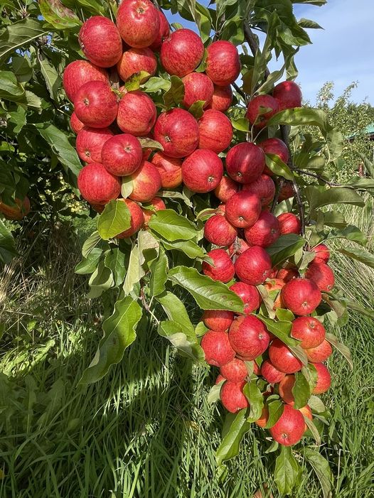 Any soft fruit growers out there? Page 12 The Farming Forum