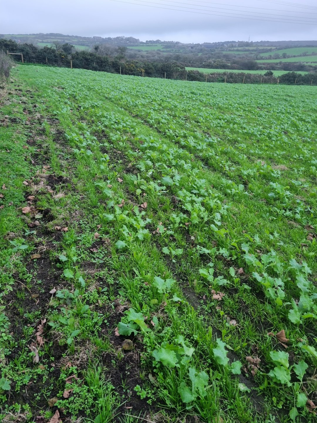 all-things-dairy-page-2825-the-farming-forum