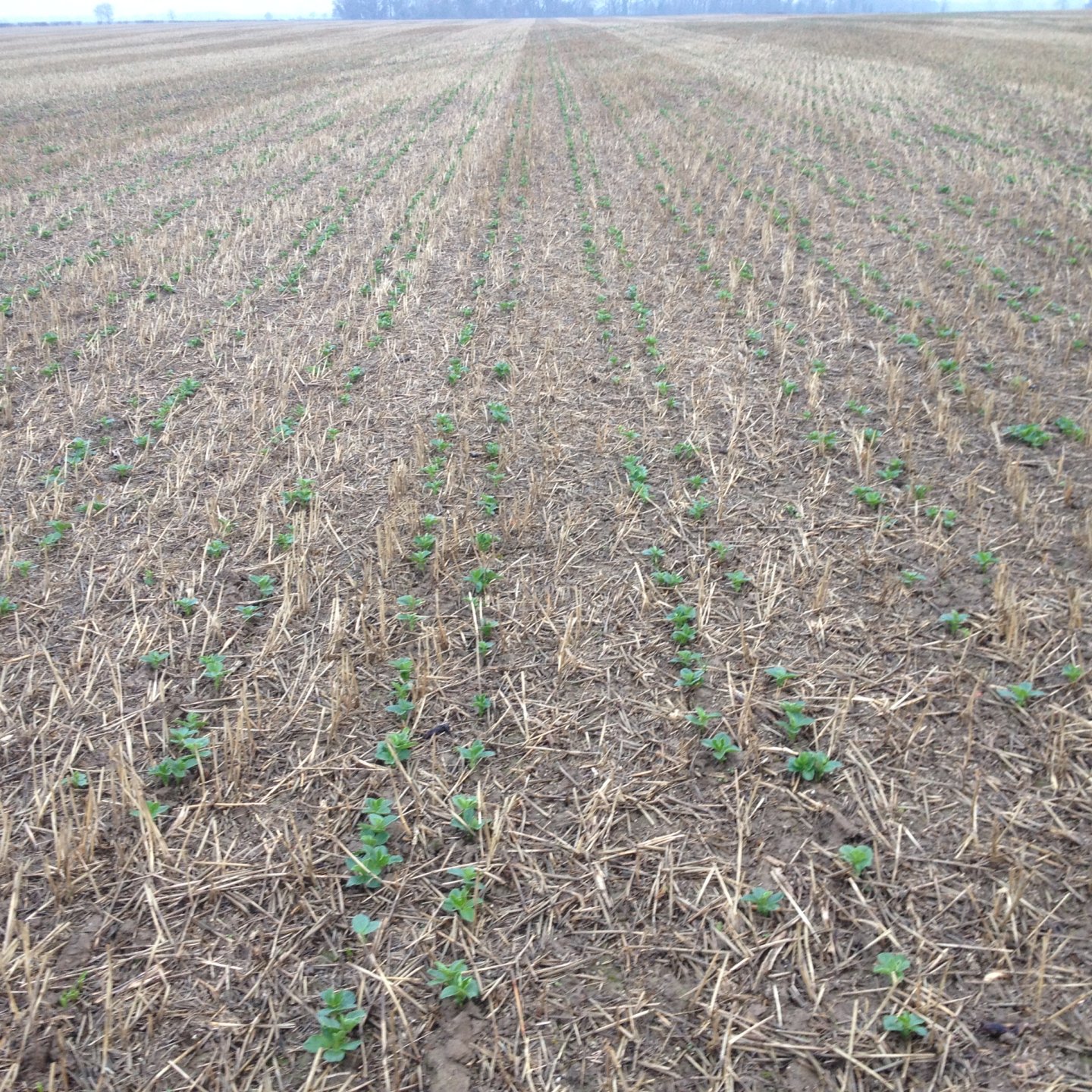 Row spacing in Beans Page 2 The Farming Forum