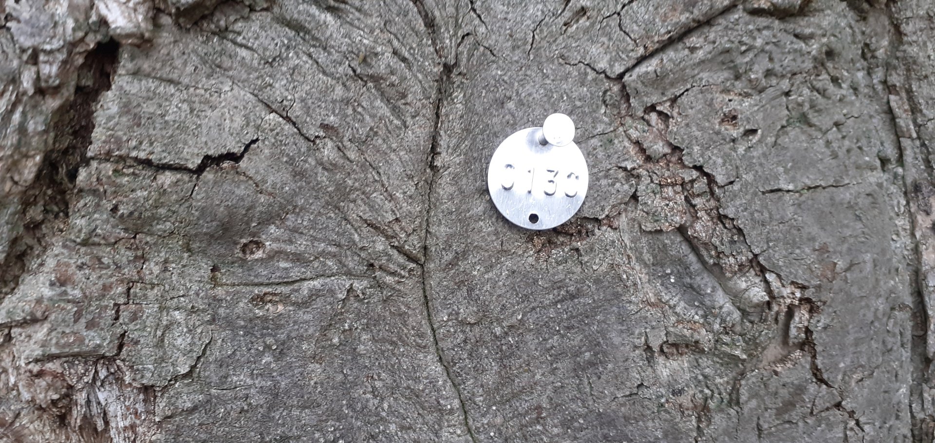 how much is an oak tree worth Page 2 The Farming Forum