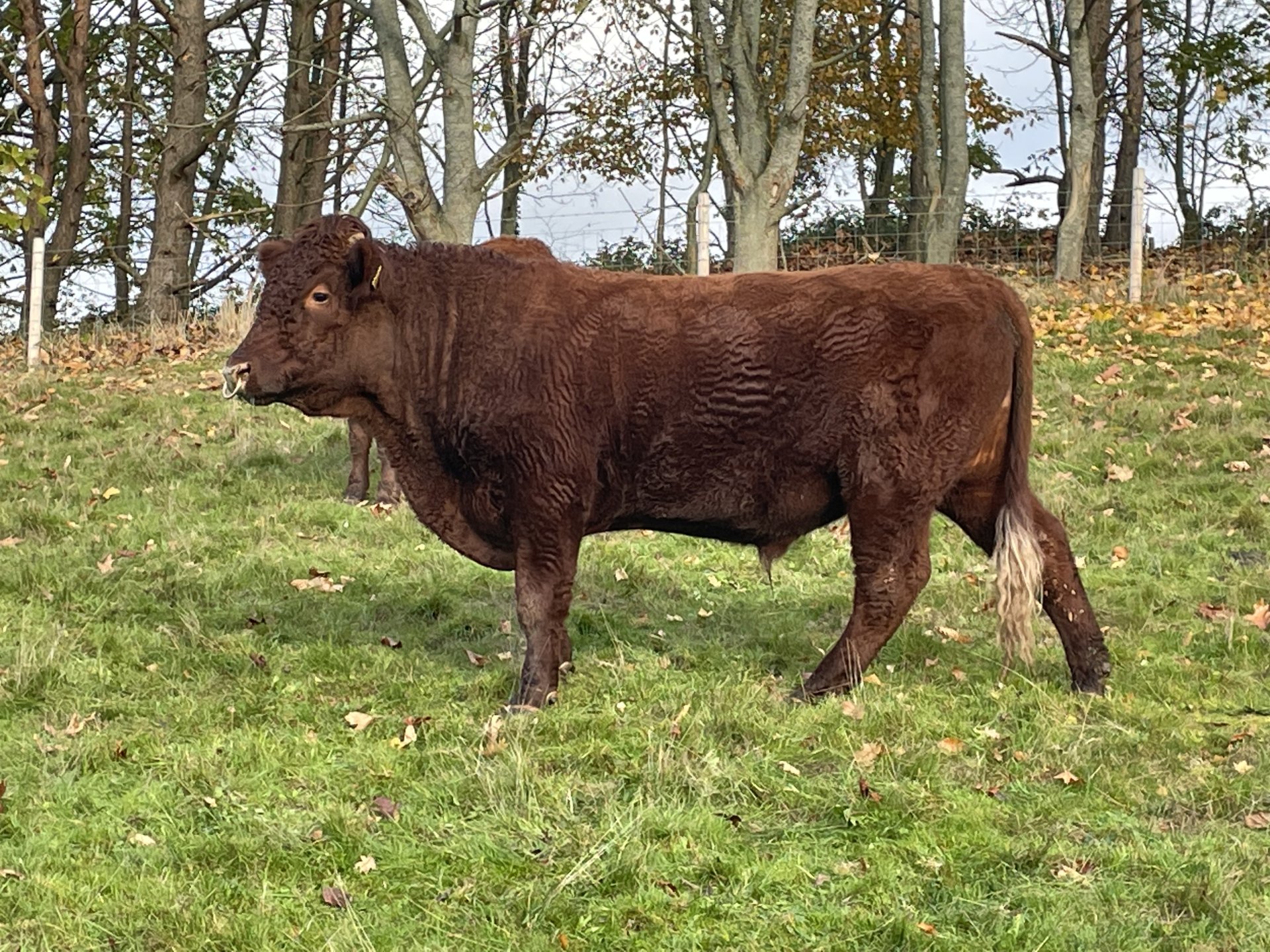 Devan Bull Young Devon Bull | The Farming Forum