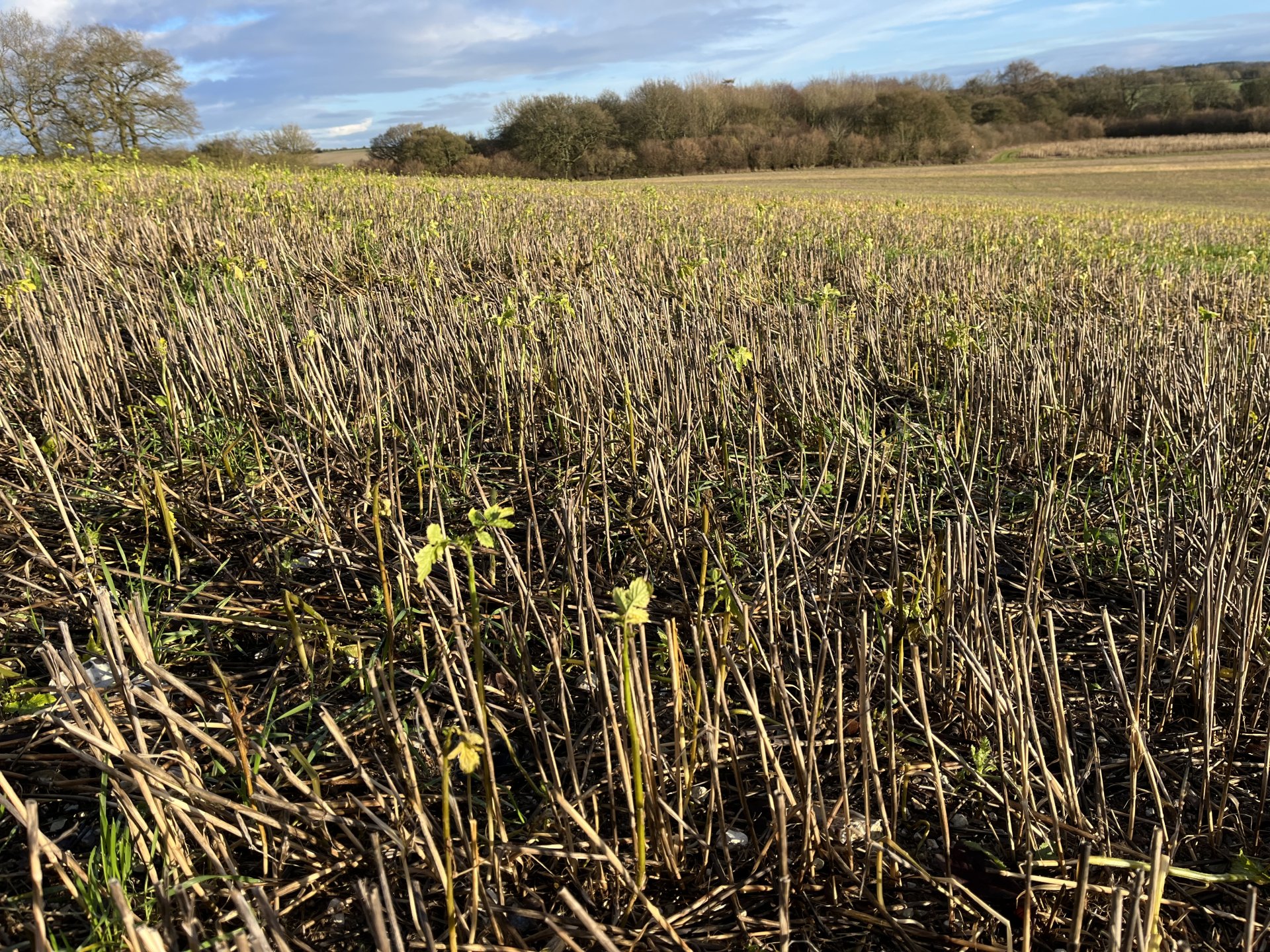 State of your crops 2023 | The Farming Forum