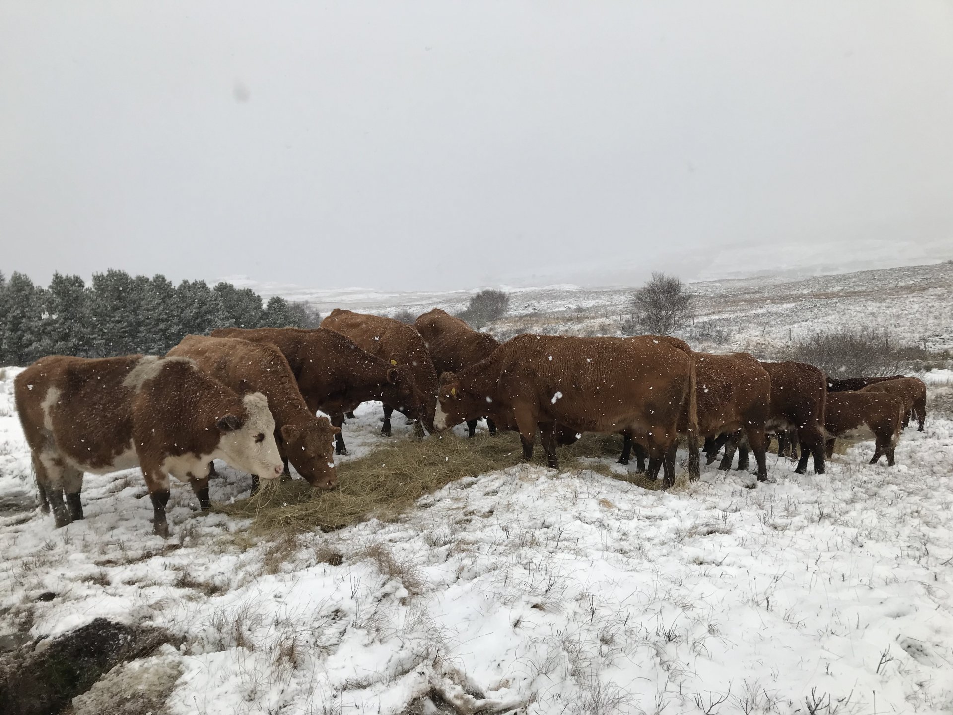 Beef cattle, numbers game or myth? | Page 58 | The Farming Forum