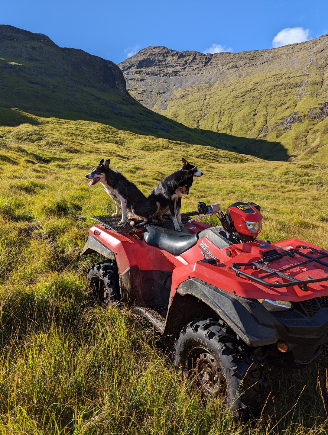 Good quad dog box or carrier. The Farming Forum