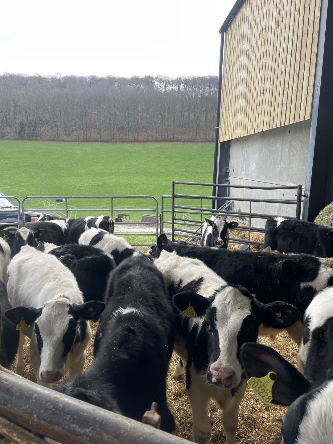 Holstein steers for sale The Farming Forum