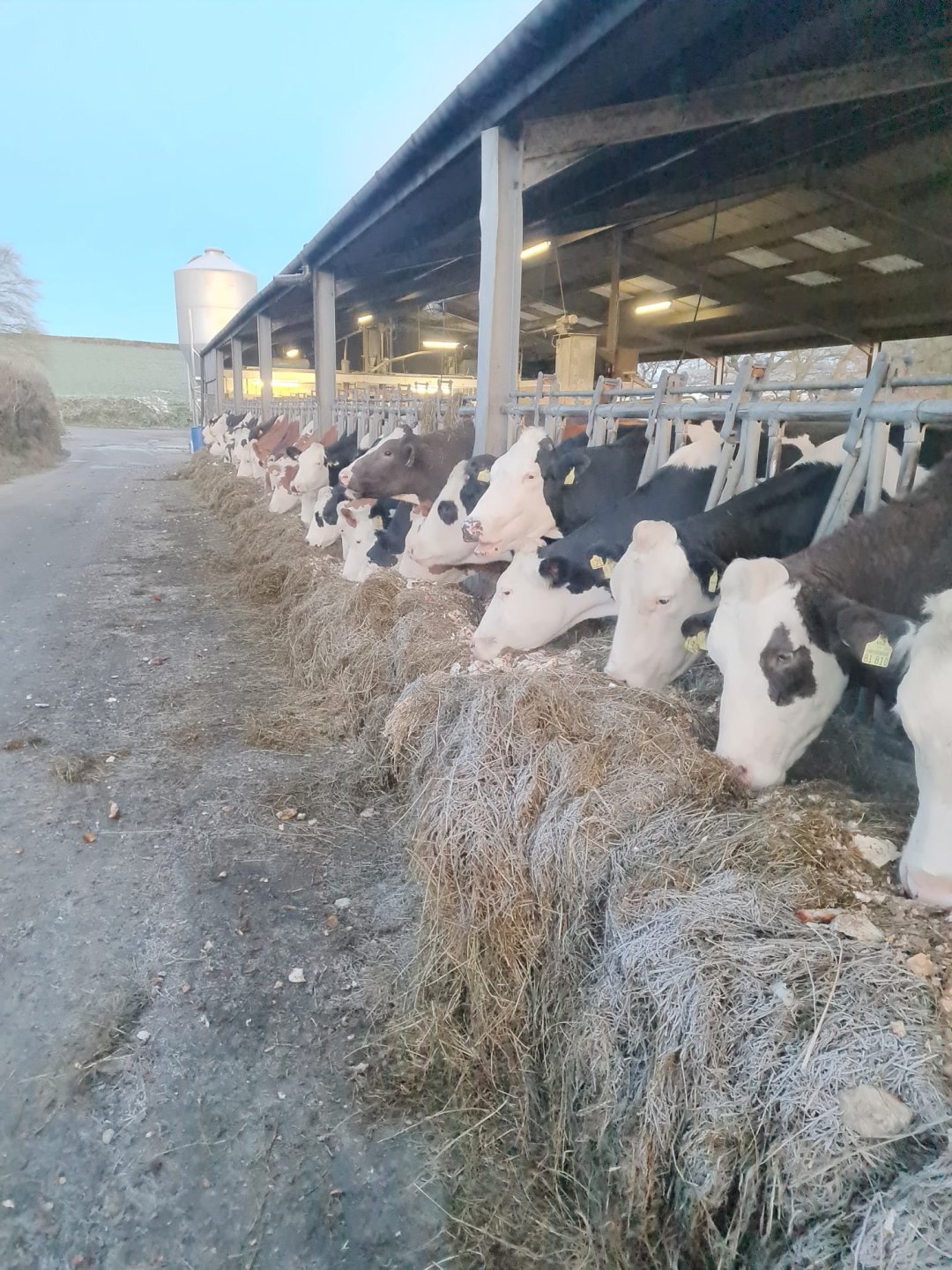 Feeding beet The Farming Forum