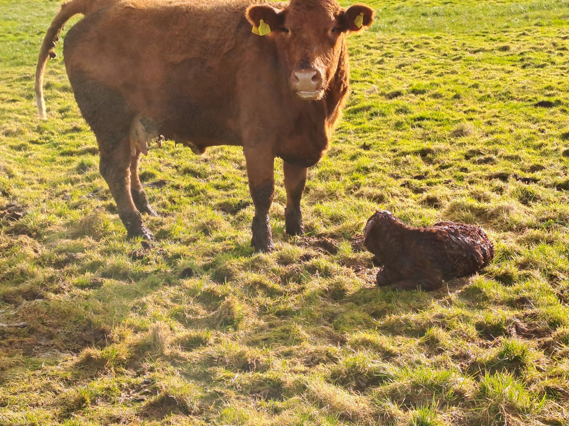 livestock-pictures-page-225-the-farming-forum