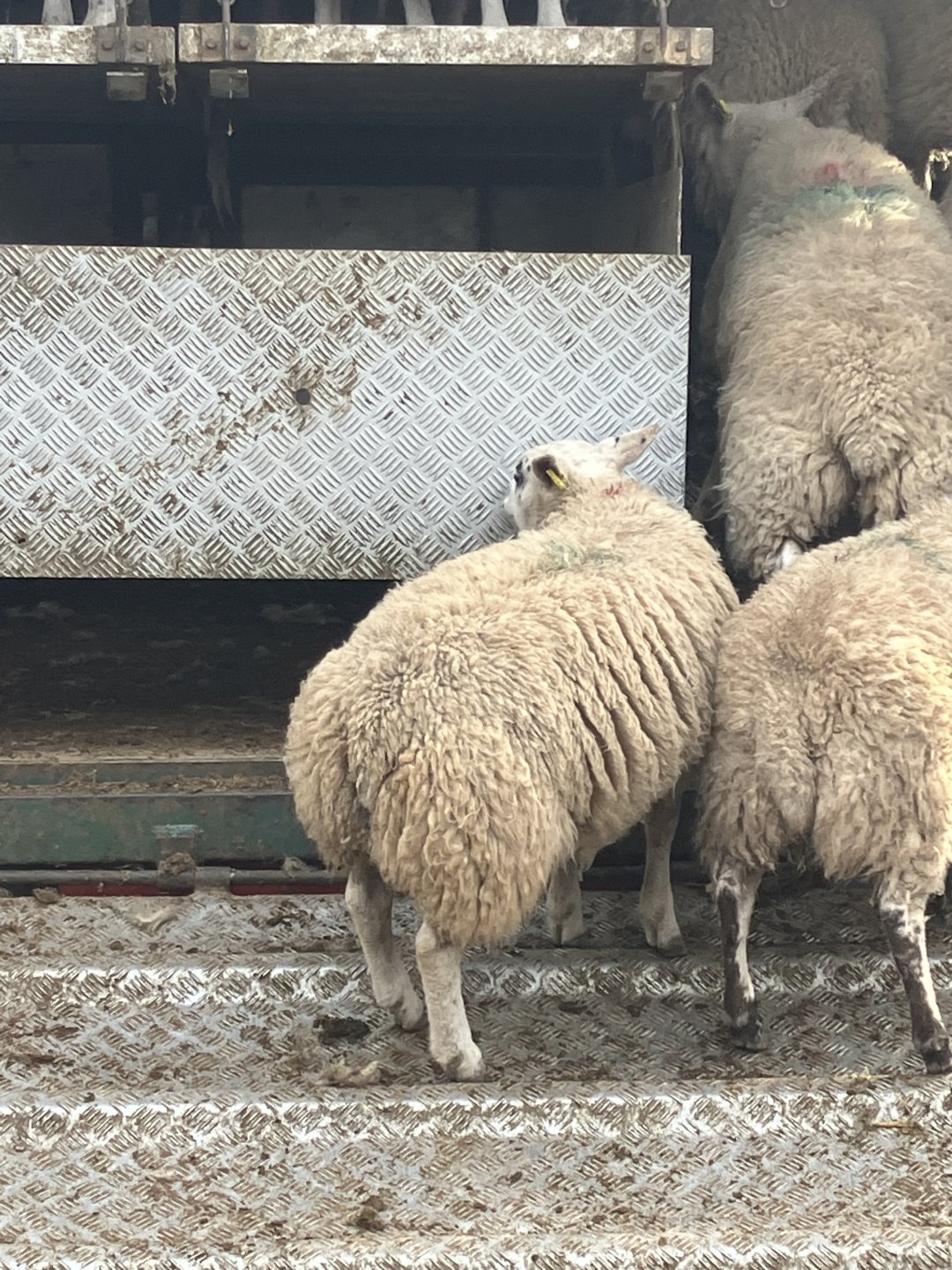 Abstack Sheef Confessions of the Sheep/Beef Cattle/Pig Addicts | Page 1221 | The ...