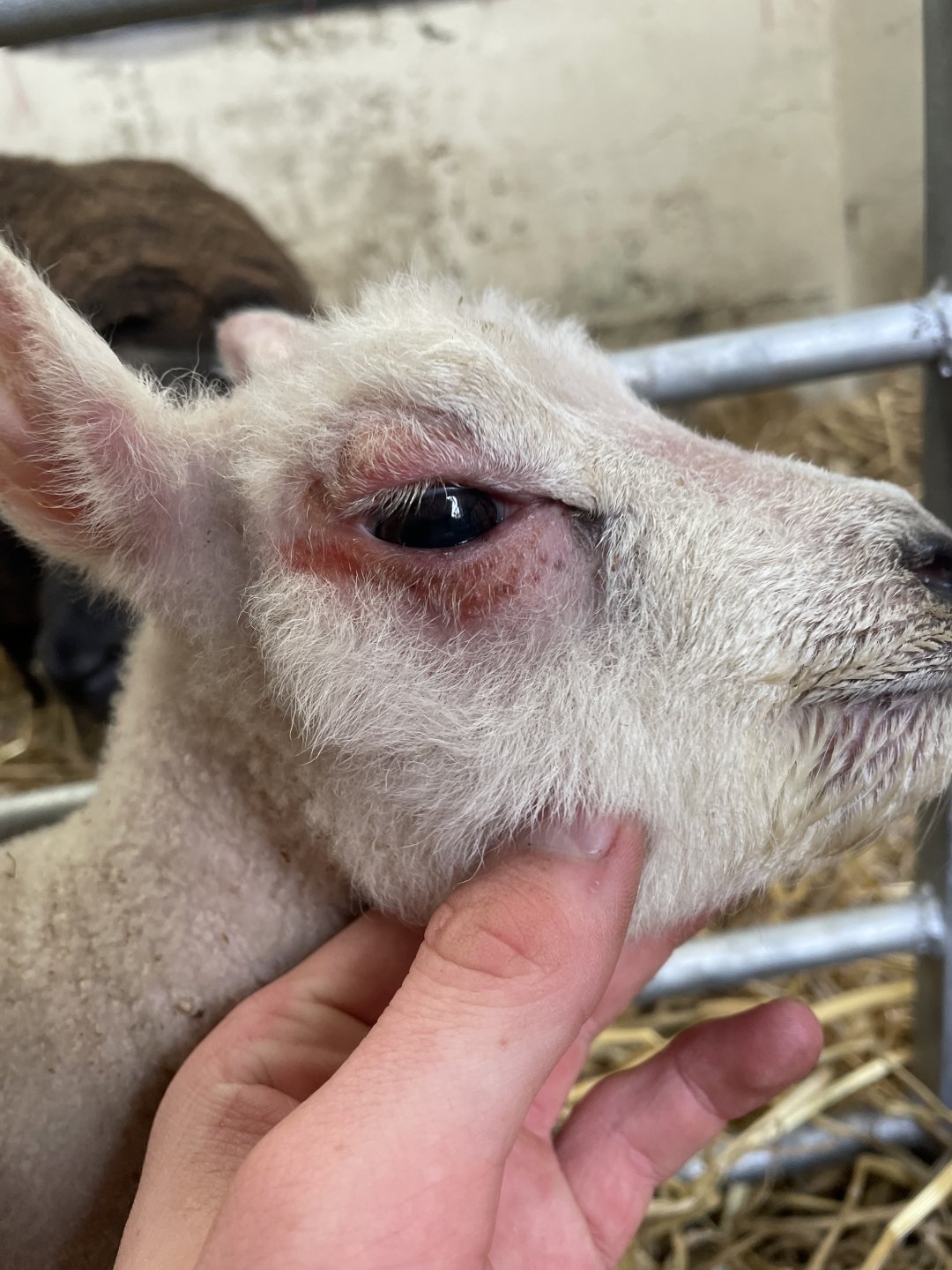 Lambs eyes The Farming Forum