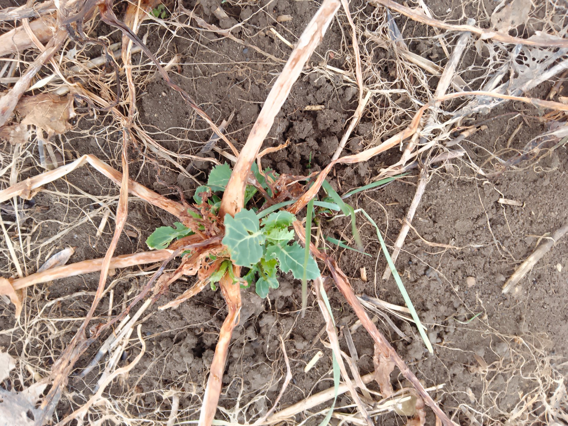 OSR frost kill The Farming Forum