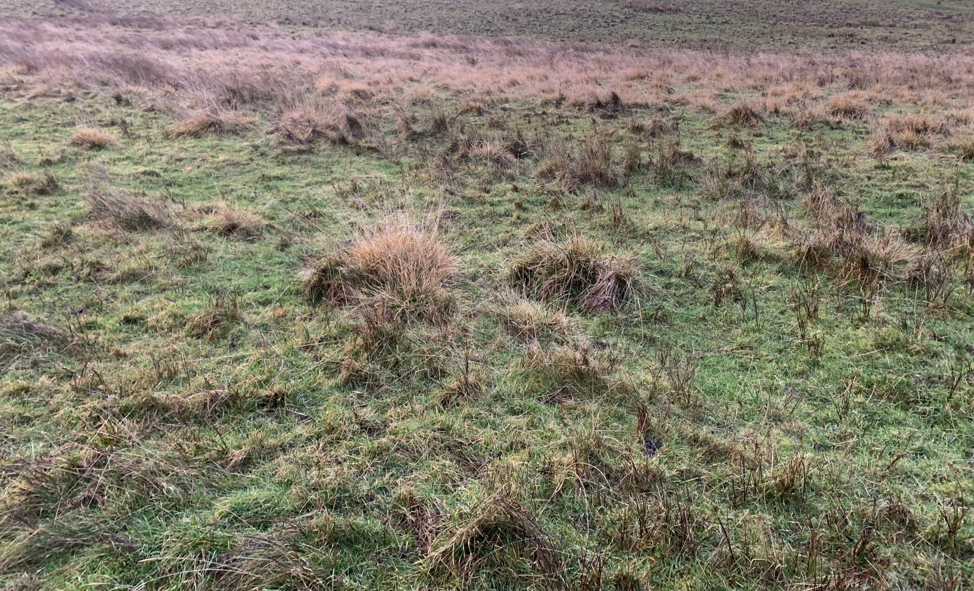 Grass tufts and best way to get rid of it? The Farming Forum