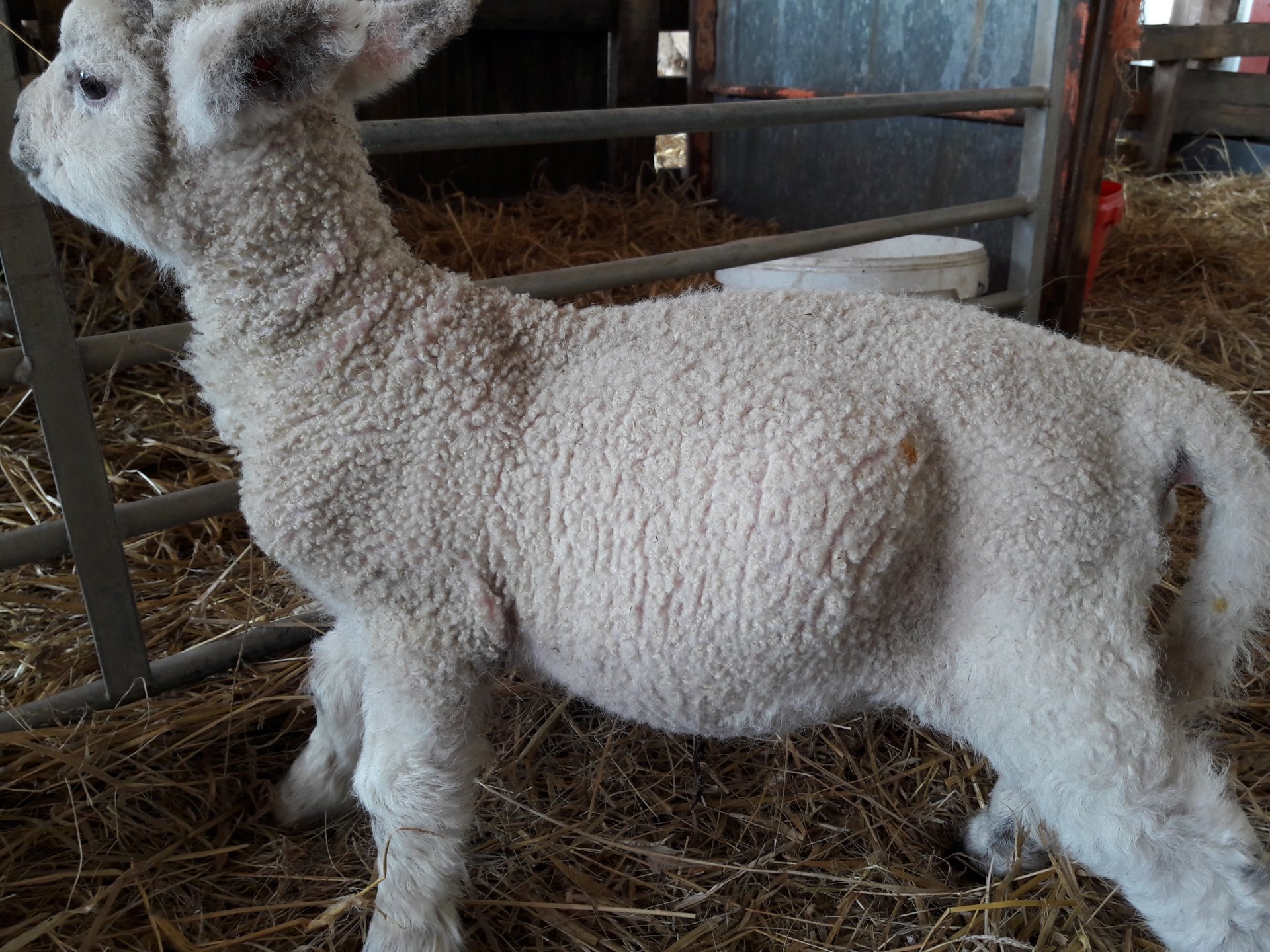 Swollen belly in 18hr old Lamb The Farming Forum