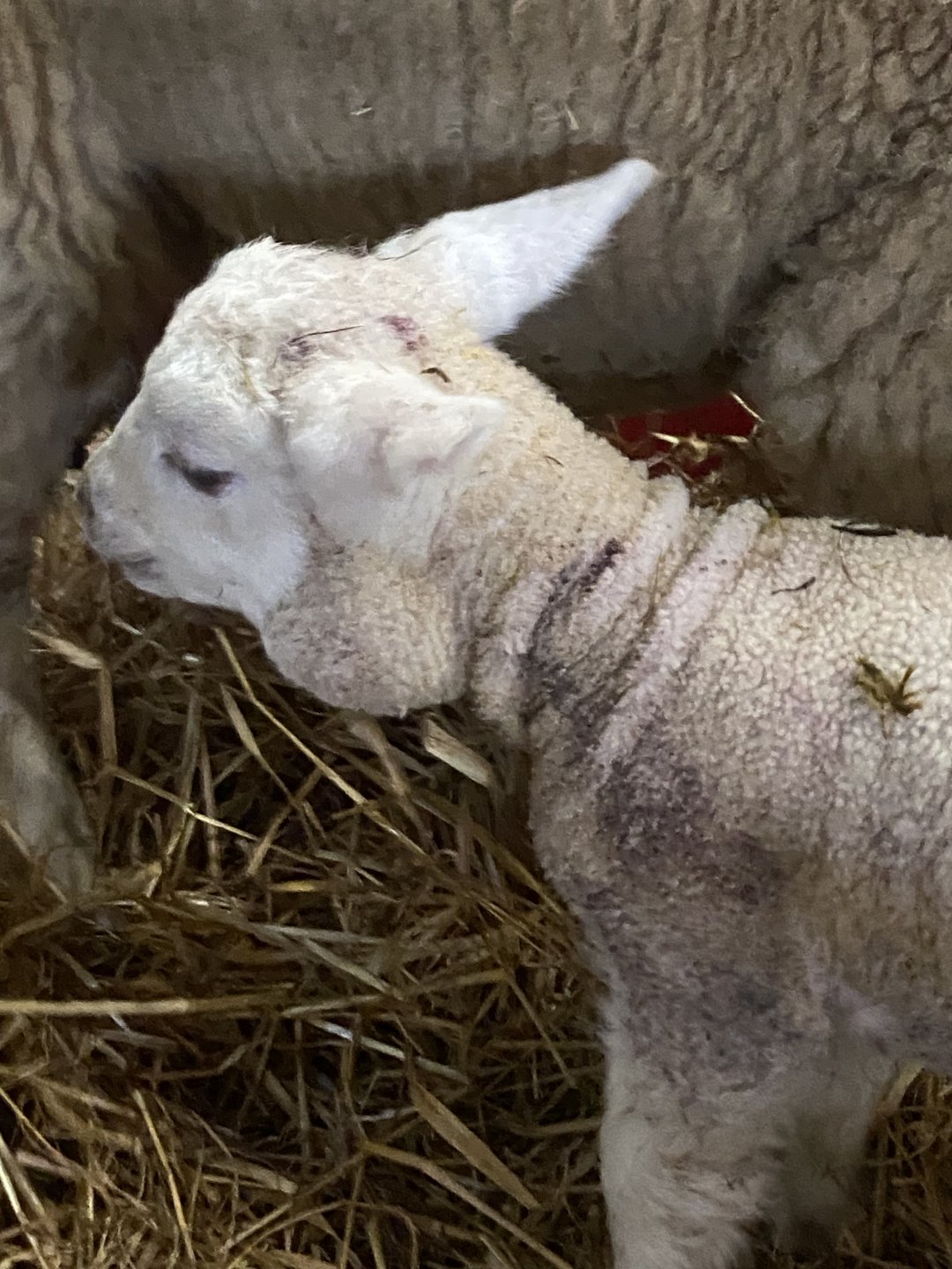 Lamb with swelling at side of neck… goiter? The Farming Forum