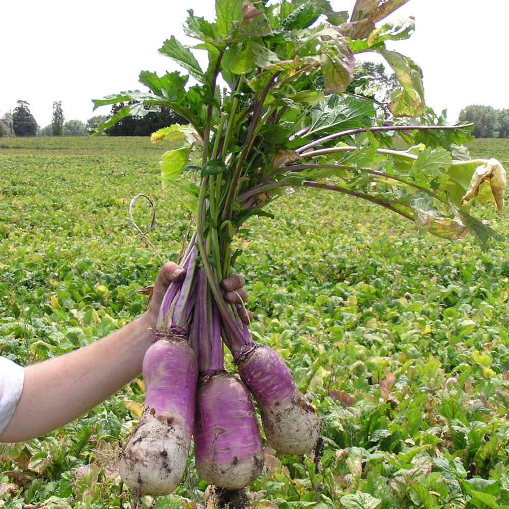 Stubble Turnips (Limited offer). The Farming Forum