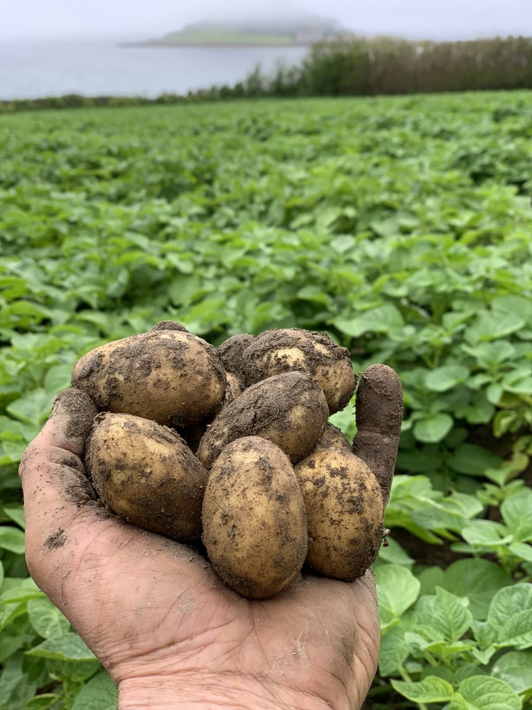 Cornish new potatoes Page 3 The Farming Forum