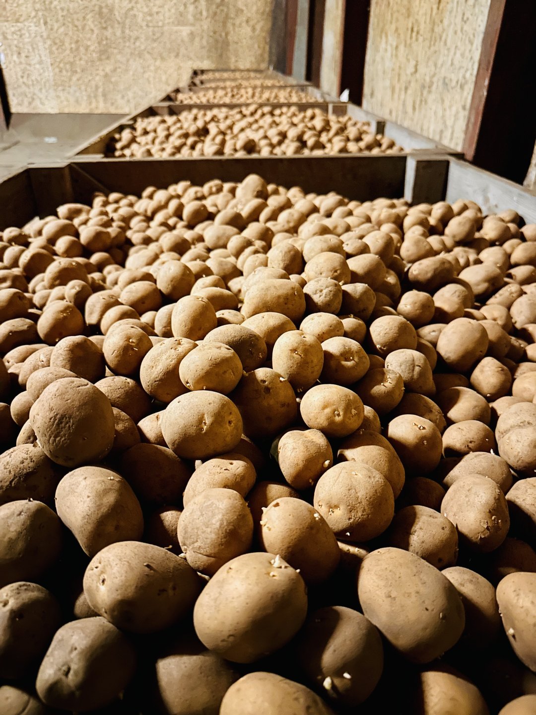 Sagitta potato seed The Farming Forum