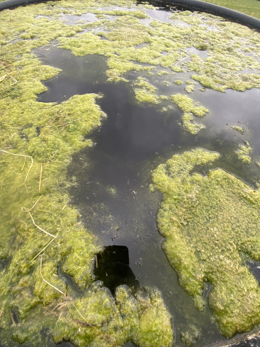 Algae in water troughs The Farming Forum