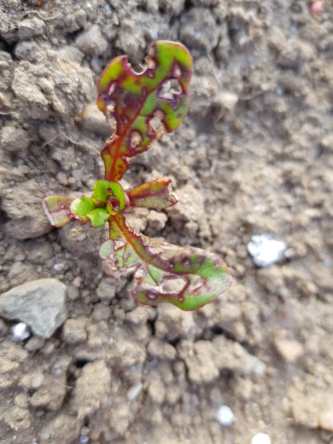 Beet leaf miner/mangold fly. The Farming Forum