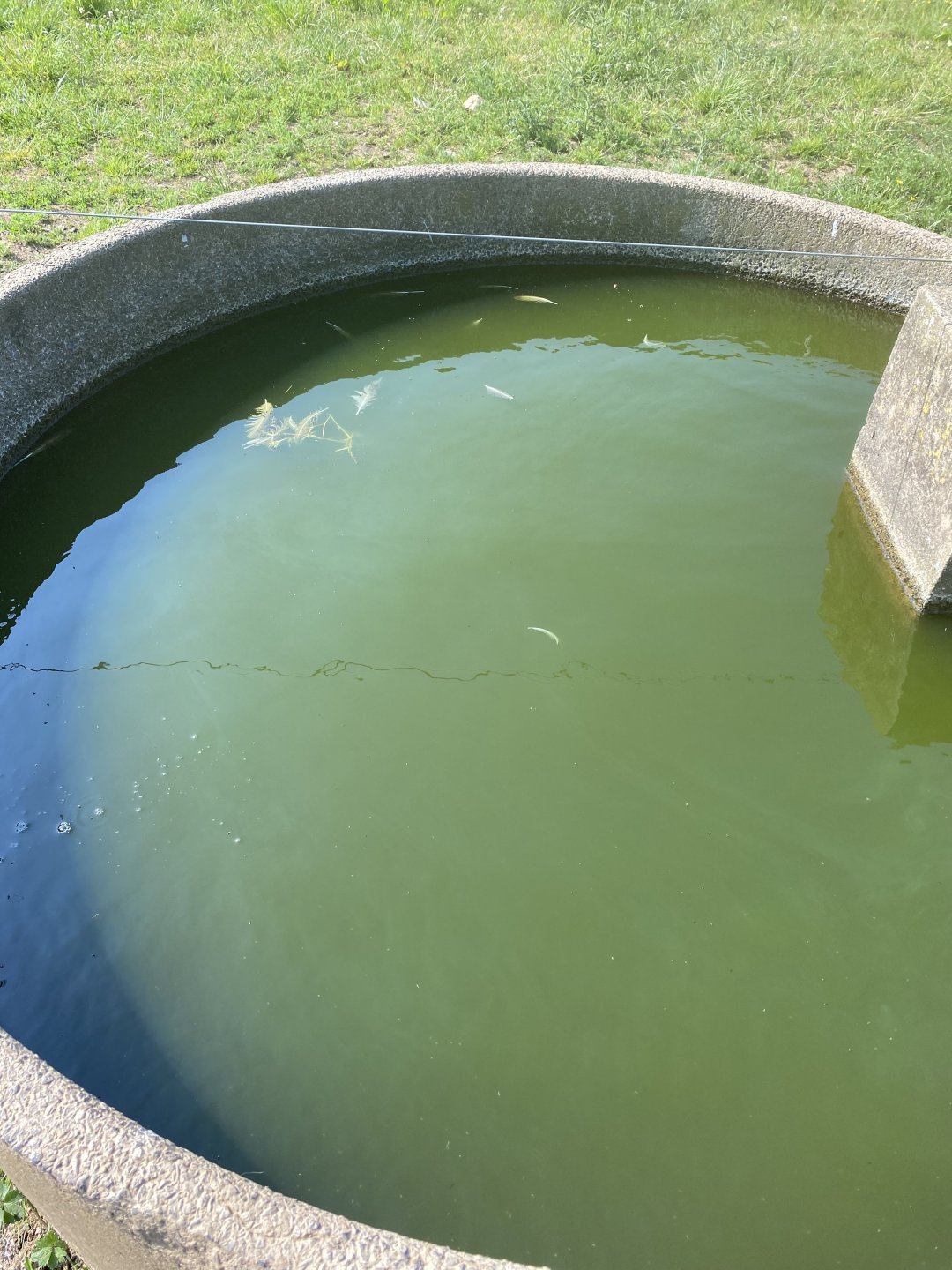 Algae in water troughs Page 3 The Farming Forum